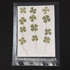 1シート 12個 押し草 押し花 花材 封入素材 ドライフラワー レジン レジン材料 レジン素材 自然素材 クローバー（小）OS-00024