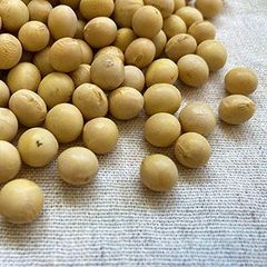 大豆 2025年産 長野県産 薬品磨き不使用 惣菜納豆豆乳加工用 訳あり