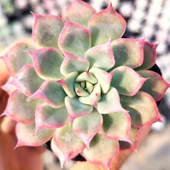 多肉植物　 ピンクザラゴーサ　抜き苗　美苗♪　エケベリア Amazon｜多肉植物 skエケベリア ピンクザラゴーサ 多肉植物