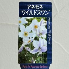 【宿根草】アネモネ・ワイルドスワン　4号ラベル苗