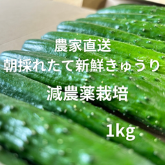 新鮮きゅうり　プロ農家直送　長崎県産　1kg  ネコポス