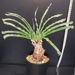 2025年最新】ブーファン ディスティチャの人気アイテム - メルカリ