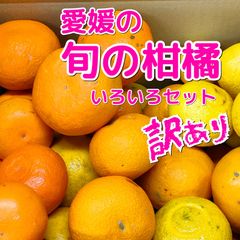 品種いろいろ柑橘セット　約10キロ訳あり　愛媛県産　北海道東北沖縄のお客様発送不可．