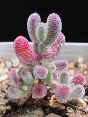 新入荷　多肉植物　ドロサンテマム　超キラキラ　Pink Ice crystal  小苗　抜き苗　1株