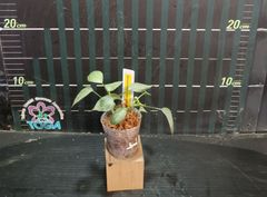 Philodendron camposportanumフィロデンドロン　キャンポスポルトアナム