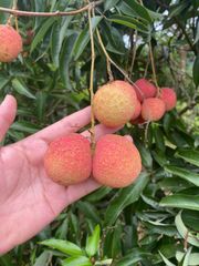ライチ取木苗木 レイシ 枝 台湾玉荷苞プリンセスの笑顔 - メルカリ