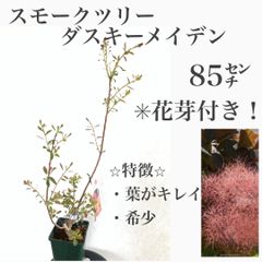 スモークツリー苗・苗木　③ ダスキーメイデン　★レア　★育て方用紙付き！　★花芽付いてますので今年咲きます！