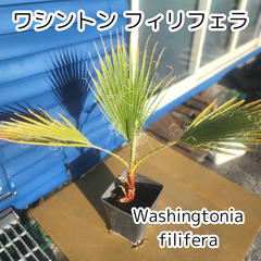 【大好評】【鉢ごと発送】ワシントンヤシ　ワシントニアフィリフェラ　Washingtonia filifera　2025-3-7-wf1