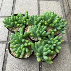 多肉植物　乙女心15カット　カット苗♡ ロッティx乙女心 セダム交配 抜き苗 | 多肉植物カット苗の通販