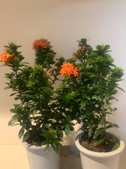 サンタンカ　５号鉢　植物　ガーデニング　南国