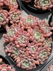 2025年最新】キュートバブル 多肉の人気アイテム - メルカリ