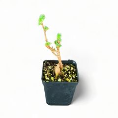 【塊根植物】トリコディアデマ・ブルボスム｜3年目｜抜き苗　④