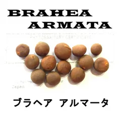 ブラヘアアルマータ　10号鉢つき　矮性タイプ❗ imgrc0117477925.jpg