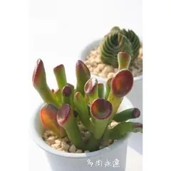 ゴーラム クラッスラ 2寸ポット 弁慶草科 多肉植物 根付苗 多肉激安 可愛い多肉植物