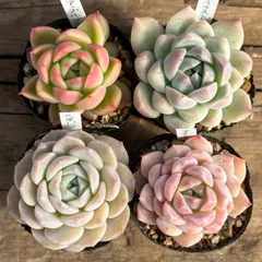 2024年最新】SUCCULENTの人気アイテム - メルカリ