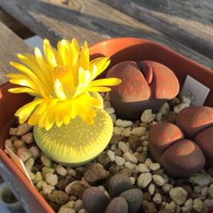 ☆リト－プス C188 werneri☆ 雲映玉 小さなリト雲映玉に、短い花びら♪: 仙人の１２ヶ月