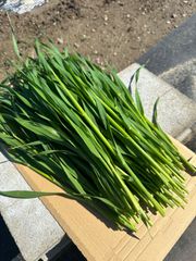 【再販】生牧草　オーツヘイ（ネコポス、常温配送、5/14収穫）