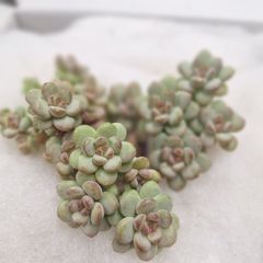 ☆サンシャインローズ☆抜き苗　多肉植物