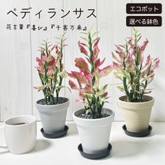 観葉植物 小さい ペディランサス 銀竜 4号 選べる エコポット鉢 受皿付 黒デコジャリ小付 商売繁盛の木 ベージュ ホワイト グレー 金運 風水 ギンリュウ 苗 苗木 おしゃれ小さい 鉢植え お祝い 誕生日 インテリア リビング 送料無料 [黒2]