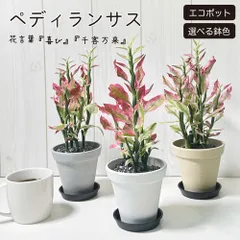 観葉植物 新生活 小さい ペディランサス 銀竜 4号 選べる エコポット鉢 受皿付 黒デコジャリ小付 商売繁盛の木 ベージュ ホワイト グレー 金運 苗 苗木 おしゃれ小さい 鉢植え お祝い 誕生日 送料無料 植物 [黒2]