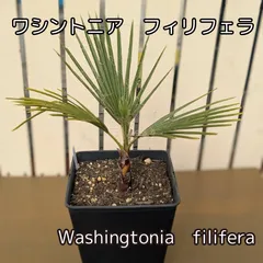 さくさくパンダ　ワシントンヤシ　12号鉢つき　特大❗ さくさくパンダ ワシントンヤシ 12号鉢つき 特大❗ さくさく