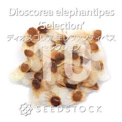メルカリ便発送☆PHブラック×ドベルマンの種子6粒(ロウルサンコさんアロエ種子) 2025年最新】ロウルサンコ ラベルの人気アイテム - メルカリ