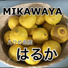 大人気‼︎【訳あり】えひめ県産　はるか　約3kg みきゃん箱入