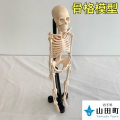 人体骨格模型　堂友社・全身骨格　【ymk-010】