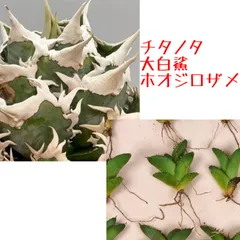 2025年最新】大白鯊 アガベの人気アイテム - メルカリ