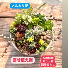 ☆多肉植物カット苗詰め合わせ☆このまま飾れません☆自分でちまちま寄せ植え☆セダムカット苗☆エケベリア小苗☆