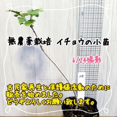 無農薬栽培イチョウの小苗⑩