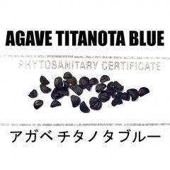 2月入荷 100粒+ アガベ チタノタブルー 種 種子 証明書あり
