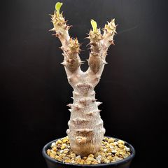 7月限定価格　パキポディウム　ウインゾリー　実生 1 パキポディウム・ウィンゾリー、実生（7） | Mi pequeño jardín