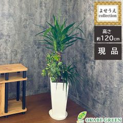 観葉植物 新生活 大型 寄せ植え 【現品】 8号 ユッカ シェフレラ ホンコン カポック ベンジャミン 斑入り ドラセナ コンシンネ 白高陶器鉢 受皿付 観葉寄せ植え おしゃれ インテリア リビング 送料無料 植物 [白7]