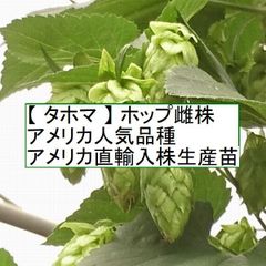 ホップ苗　タホマ 雌株　アメリカ人気品種 アメリカ直輸入株