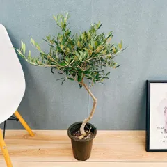 2025年最新】オリーブの木 soujuの人気アイテム - メルカリ