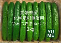1/31朝採れ‼️愛媛県産化学肥料無使用 やみつききゅうり1.3kg