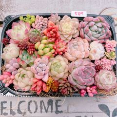 多肉植物 寄せ植えset♡587