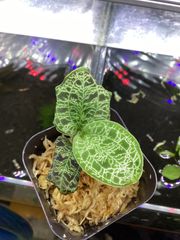 Macodes petora ‘Super Vein’ マコデスペトラ　スーパーベイン