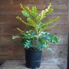 2025年最新】バンクシア グランディスの人気アイテム - メルカリ