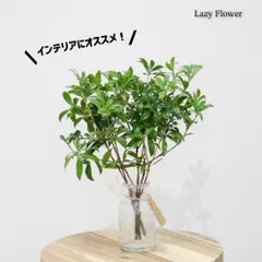 【らくらくメルカリ便】5000vt アセビ　統一　4枚 2025年最新】5000vt アセビの人気アイテム - メルカリ
