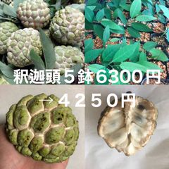 ⭐️⭐️釈迦頭の苗5鉢⭐️⭐️ 5鉢6300円→4000円　シャカトウ　バンレイシ　シュガーアップル苗木