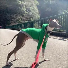 2025年最新】グレーハウンドの人気アイテム - メルカリ