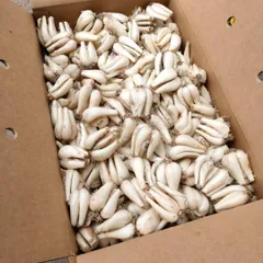 【鳥取県産】 根付き 砂丘らっきょう 20kg 混合 ラッキョ ラッキョウ 鳥取県産】 根付き 砂丘らっきょう 20kg 混合 ラッキョ