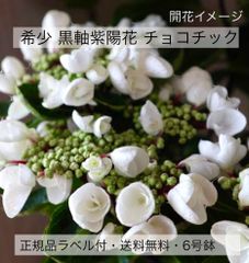 希少 紫陽花 ハイドランジア チョコシックホワイト 正規苗 6寸鉢