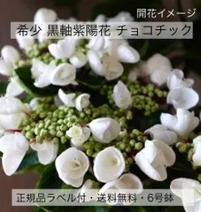 2024年最新】鉢植え紫陽花の人気アイテム - メルカリ