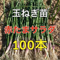 玉ねぎ苗‼️各種‼️ソニック、赤玉ねぎ、ネオアース、OP、もみじ3号、ケルタマ