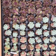 エケベリアセット.多肉植物.お任せ20個以上セット 大処分！