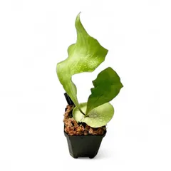 P.hillii cv.dragon ビカクシダ　ヒリー　ドラゴン ビカクシダ P.hillii cv.Dragon ヒリー ドラゴン🌱 | plants naro