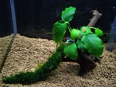 384．流木付き水草 アヌビアスナナ 南米ウィローモス